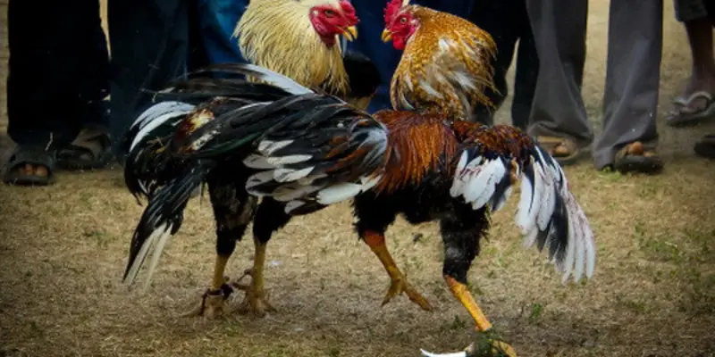 Sảnh Cược Kịch Tính